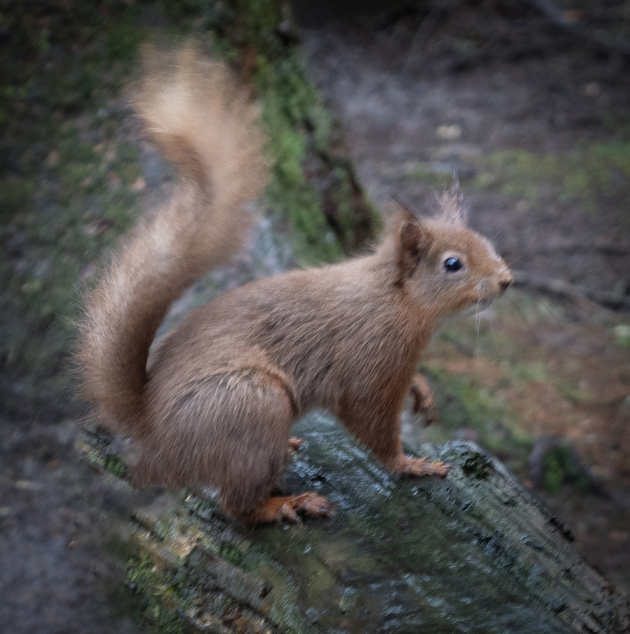 Red squirrel